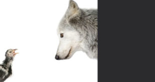 Le loup et la poule