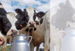 Halakha Abrégé – Lois de cacherout du lait